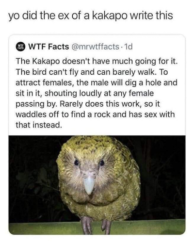 skilled workers, TMNT, kakapo