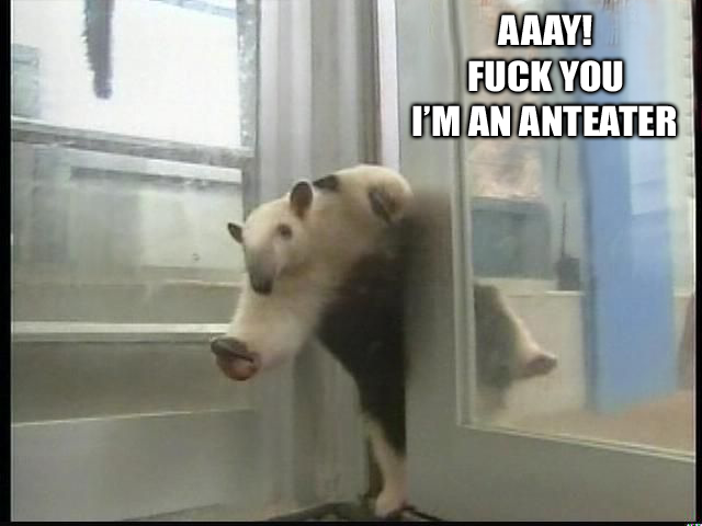 anteater, Ana Ivanovic, lesbians, dogs, sparta